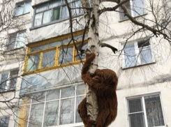 Повисшая на берёзе обезьяна развеселила жителей Ставрополя