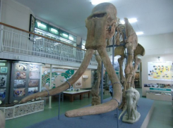 Загадка ставропольских слонов: кого нашли археологи в городской черте Ставрополя