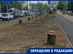 На очередную вырубку деревьев при ремонтных работах пожаловались жители Ставрополя 