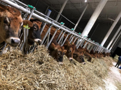 На Ставрополье завезли из Дании около тысячи коров