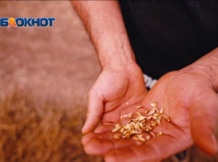 Недостоверных деклараций на 1,8 миллиона тонн зерна выявили на Ставрополье 