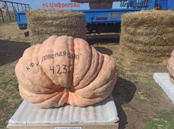 Тыкву-гигант и 100-килограммовый арбуз показали на фестивале в Ставропольском крае 