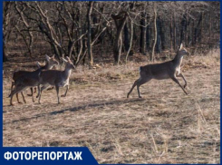 В окрестностях Ставрополя выпустили десять краснокнижных оленей 