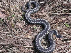 Ядовитая гадюка заползла во двор к жителю Кисловодска