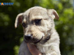 Шокирующие числа: количество жертв бездомных собак в 2024 году озвучили надзорники