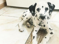 Сбитый в Пятигорске далматинец погиб после стараний ветеринаров из Краснодара и Ставрополья