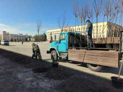 Сначала спилили, теперь сажают: место орехов на площади Ленина в Ставрополе заняли клены