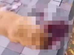 Железноводчане потрясены кровавой гибелью собаки в городском парке