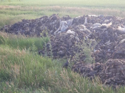 Администрация прокомментировала ситуацию с биологическими отходами на полях Ставрополья