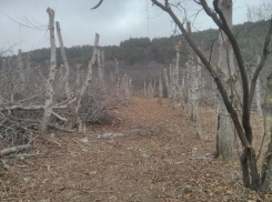 Только отгремел скандал с вырубкой леса в нарзанной зоне, как власти Кисловодска отдали на растерзание еще полтора гектара, - эколог-общественник