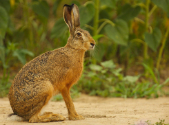 Охотившихся на зайцев браконьеров задержали на Ставрополье