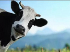 Четыре случая заболевания коров опасным вирусом зафиксировали на Ставрополье