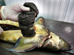 Рыбу осетровых пород изъяли из незаконного оборота в Ставропольском крае