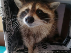 Выпавший из окна кусачий енот разгуливает по Ставрополю