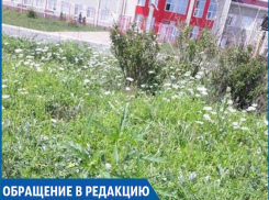 «Возле поликлиники растет целая плантация амброзии - нормально?» - жительница Ставрополя 