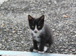 Попавшего в плен котёнка выпустили на свободу в Ставрополе