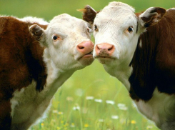 В Буденновске мошенник сбагрил чужих коров за 1,5 млн рублей