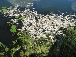 В реке Кума массово гибнет рыба на Ставрополье