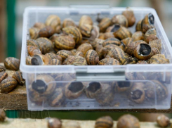 На Ставрополье запустят масштабное производство улиток