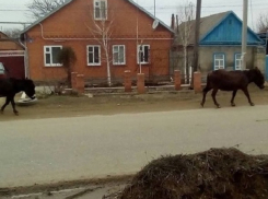 Бродящих по городу осликов Яшку и Машку ищет хозяин в Светлограде 