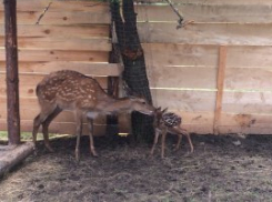 Олениха стала мамой в зоопарке Георгиевска