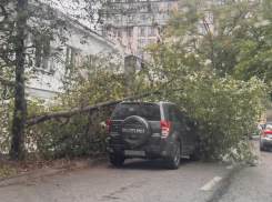 Во время ливня в Ставрополе дерево упало на припаркованный внедорожник
