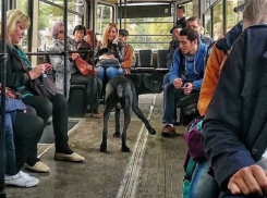 Пятигорский «Хатико» пытается отыскать своего хозяина