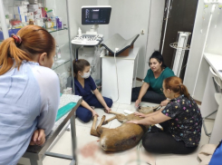 В Ставрополе сбитый олененок с боем попал в ветклинику