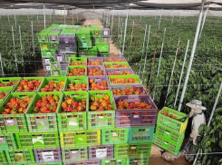 На Ставрополье планируют выращивать израильские перцы