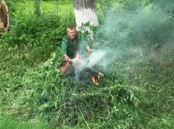 Сжигание полутонны дикой придорожной конопли в Ставропольском крае попало на видео