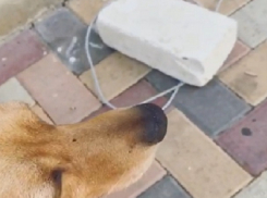  «Я что, бассейн ей должна налить?»:  несчастная собака неопределенное время сидела привязанная на солнцепеке в Ставрополе