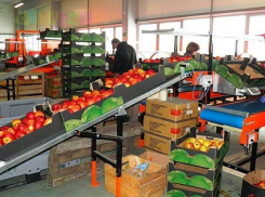 На закладку сада и строительство нового оптового центра потратят 4 миллиарда рублей в Ставропольском крае 