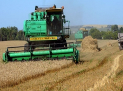 Объявлена стартовая цена на зерно нового урожая в Ставропольском крае