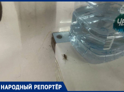 Тараканы оккупировали кардиологию больницы Кисловодска и шокировали пациентов