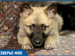 Щенку Муне нужен дом в Ставрополе