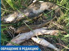 «Возле спиртзавода в реке много дохлой рыбы», - жители села Гражданское