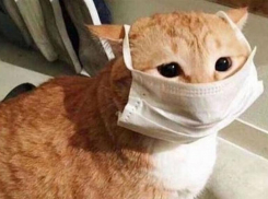 В Ставрополе начали делать тесты на коронавирус домашним питомцам