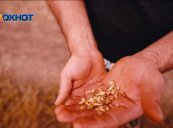 Зерно с насекомыми и клещами хранили в хозяйствах на Ставрополье