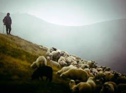 Трое молодых людей украли деньги у пастуха овец на Ставрополье