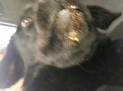 Неизвестный живодёр сломал челюсть собаке на Ставрополье