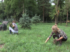 70 тысяч рублей за кусты амброзии заплатили жителям Пятигорска