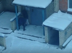 Молодые люди «обшарили» подъезд в поисках закладки и попали на видео в Ставрополе 