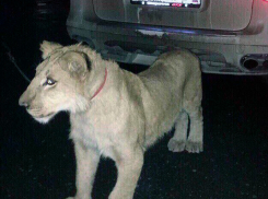 Льва на поводке выгуливал житель Ставрополя