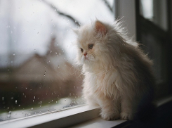 Дождливый и облачный день ждет ставропольцев в четверг 