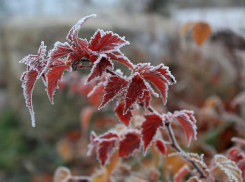 Мороз и солнце — в понедельник в Ставрополе будет по-зимнему хорошая погода