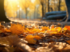 Какие сюрпризы принесет погода ставропольчанам на День знаний? 