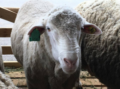 Выведенная на Ставрополье новая порода овец вызвала фурор у специалистов