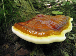 На Ставрополье исчезает трутовик лакированный