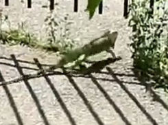 Свободолюбивая игуана разгуливает по улицам Ставрополя