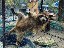 В Ставропольском крае снова откроются зоопарки